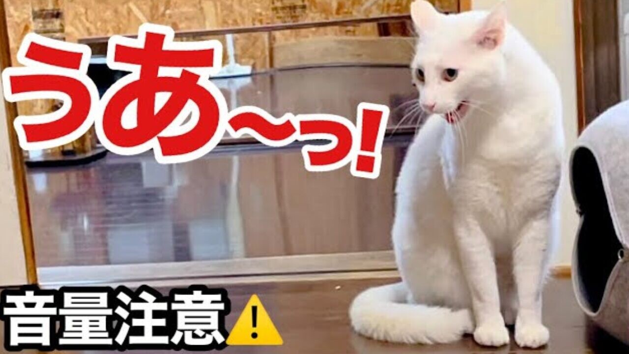 オーダー受付中 うるうるお目々の猫ちゃん クリスマス⑦