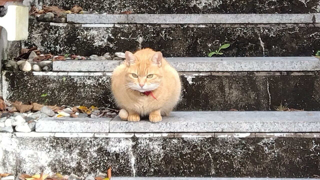 赤猫ころ様 今と昔の芍薬 #芍薬 #ネコ #かご猫 #しろ #のせ猫 #ちろ #ちび