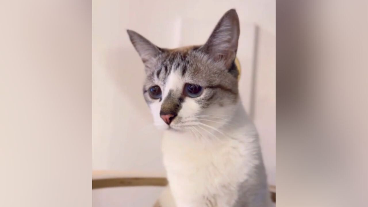 猫目 4K】『猫目-cat eyes-』#野良猫 ＃黒猫 ＃猫 ＃cat - YouTube