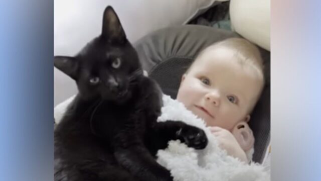 ソウルメイトの絆で結ばれた保護シェルター出身の子猫と赤ちゃん、お互いを慈しみ育ちあう