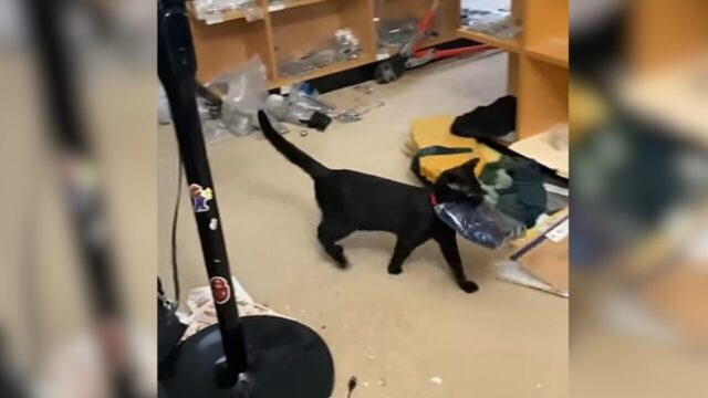 お手伝いしたい猫 VS 飼い主さん！やる気満々で資材を階下へ運ぶ黒猫を必死で阻止！