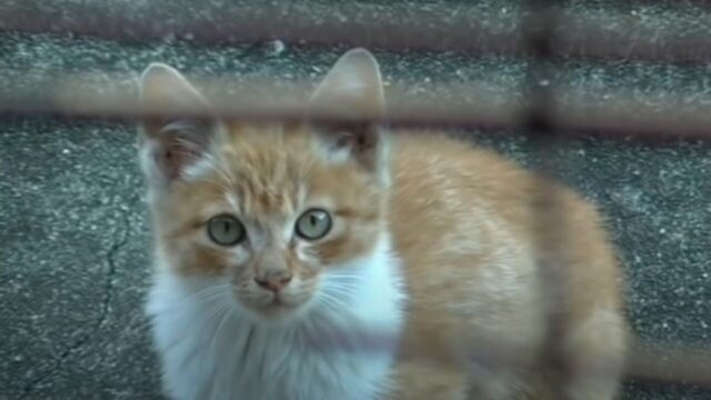 窓の外にじっと見つめる子猫の姿が…1匹の野良猫が“家猫”になるまでの1年間