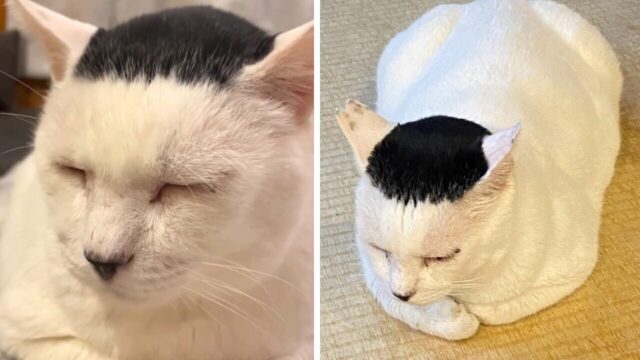 あの有名人に激似！？その名も「磯辺海苔男」…珍しい毛柄の保護猫が和菓子店や保護猫活動をサポート！