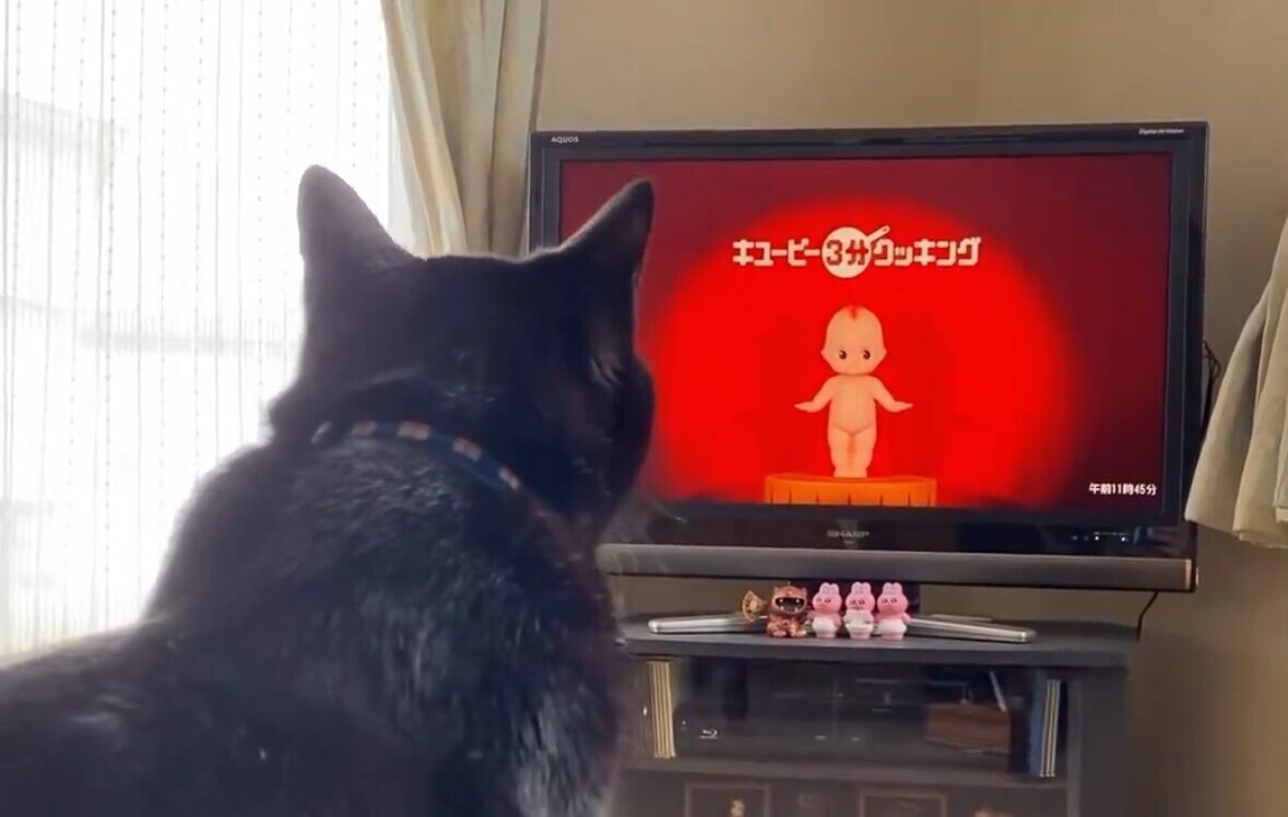 キューピー、猫にやられました…。｜キャラクターグッズ