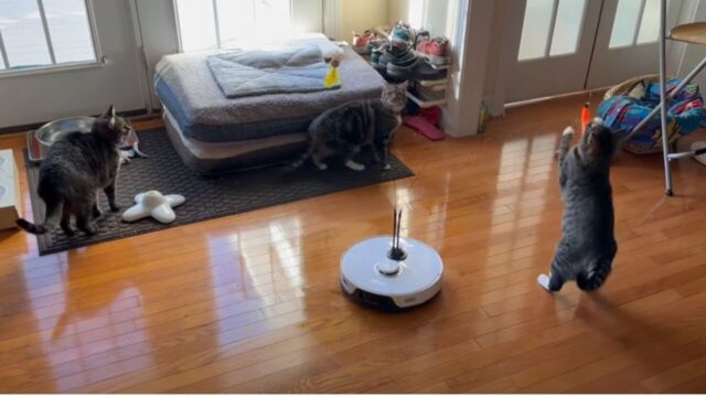 ロボット掃除機に「猫用おもちゃ」を装着したら…？翻弄される3匹の猫たちがかわいい