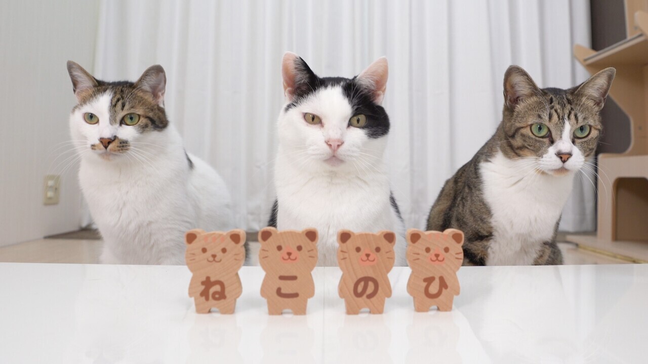 亜麻猫 2024年6月出荷 亜麻猫 2024年6月出荷 日本酒