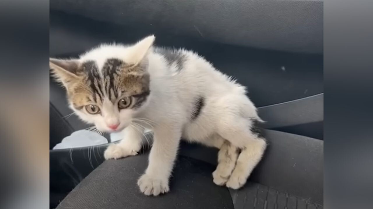 アーテストベア子猫ちゃん 2afcb3e4ecf9d3db51996e78d8801a