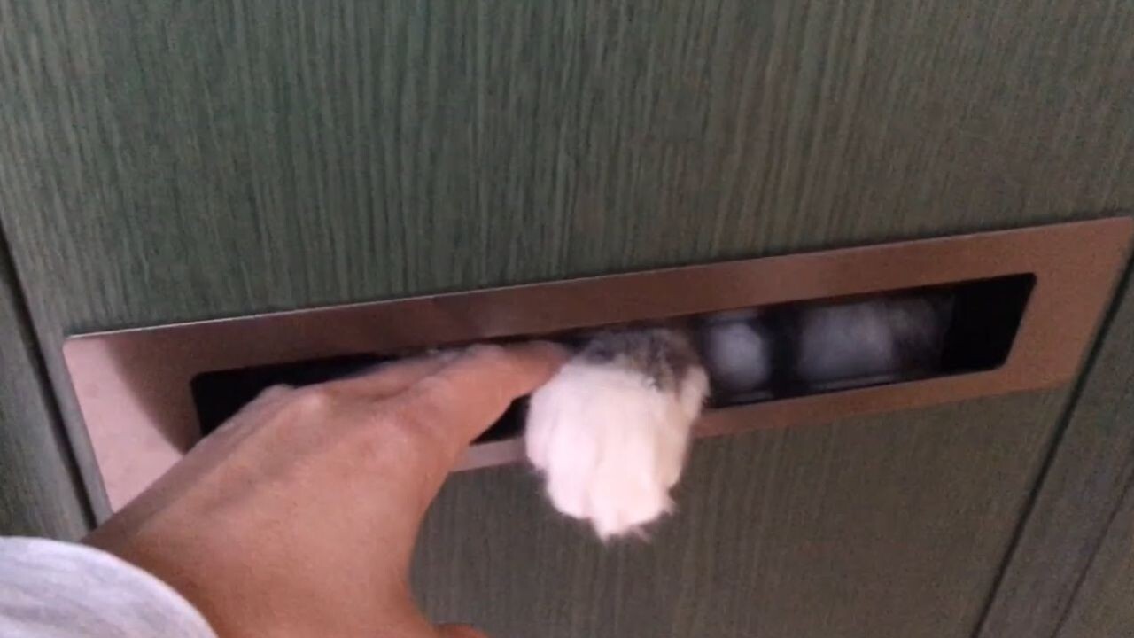ネコ ねこ 猫 ポスト 郵便受け ポスト 郵便受け 猫」の人気商品一覧 | 安い商品を通販サイト