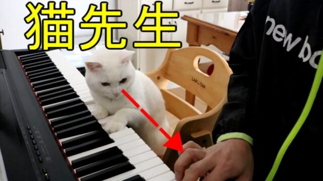 「違う！」「もっと体重をかけて！」厳しい猫先生による飼い主さんへの熱血ピアノレッスン