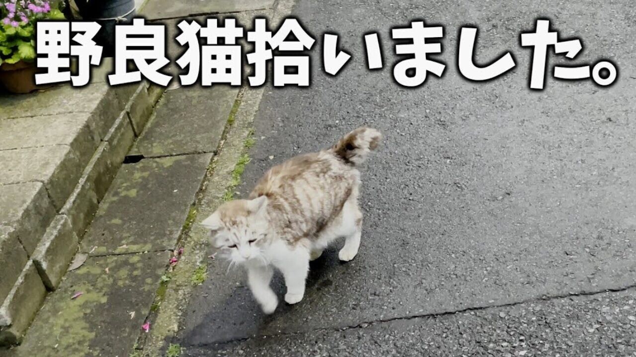 引っ越した新しい街で出会った新しい家族…元飼い猫だったと思われる