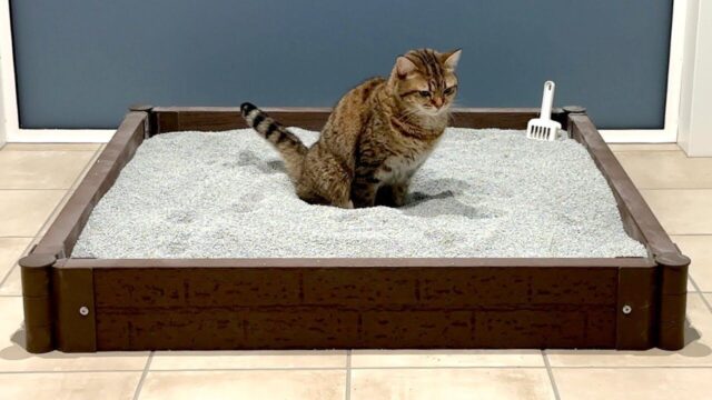 【想いは届かず】愛猫の誕生日にプレゼントした「巨大砂場」がトイレになっちゃった…