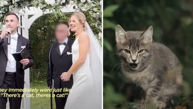 誓いの言葉の最中に「ニャー！」結婚式に飛び入り参加した猫をひきとった新婚夫婦