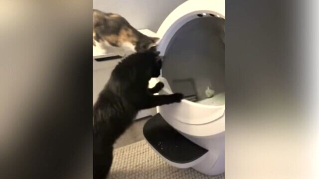 「どんな動きをするのか気になる…」猫用自動トイレを初めて見た黒猫の“オーバーリアクション”