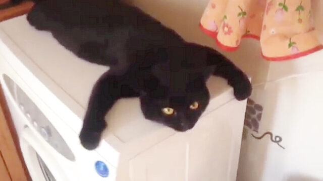 脱水中の洗濯機の上に寝そべり全身で揺れを楽しむ黒猫ちゃん…タオルやヤモリに擬態中！？