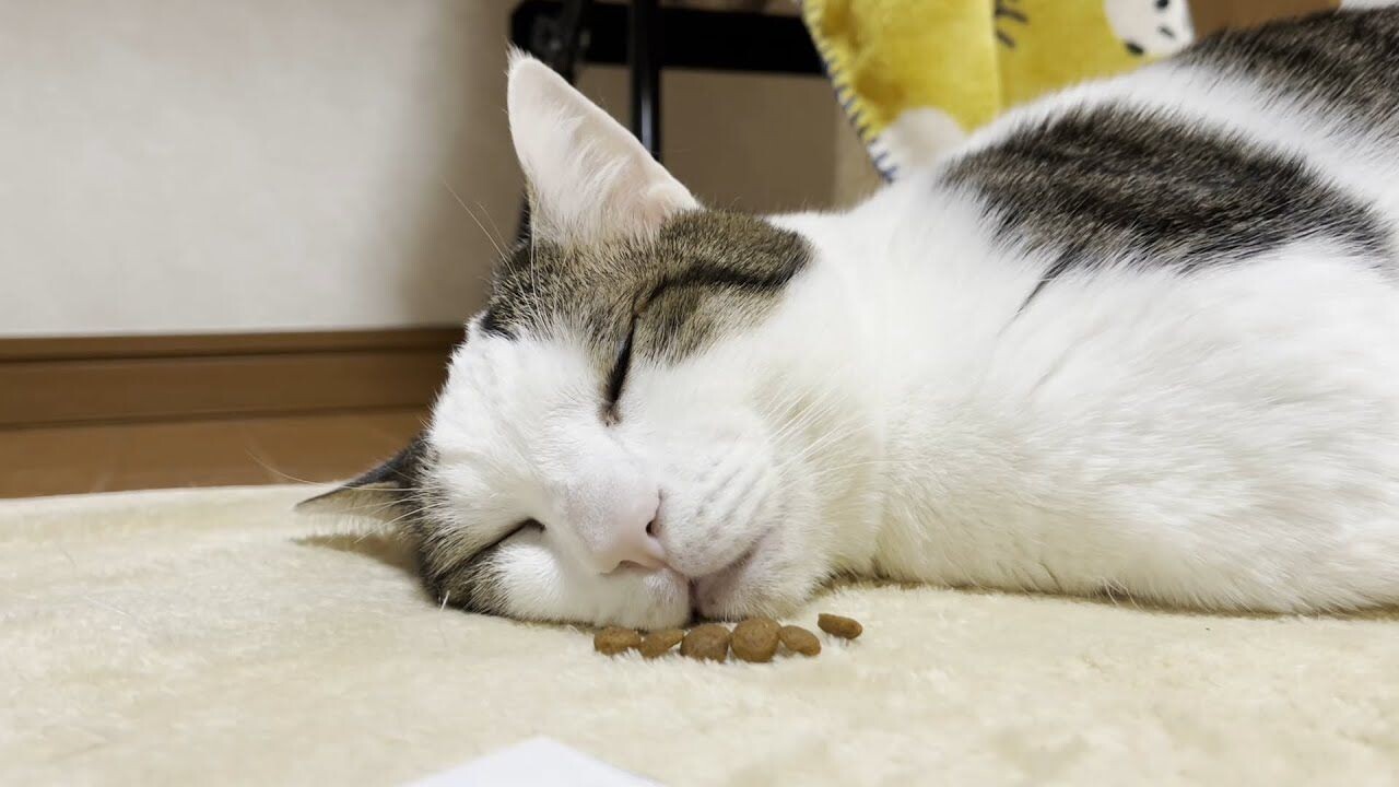 b3d7a69a6ba353302bd7a8e7e04695