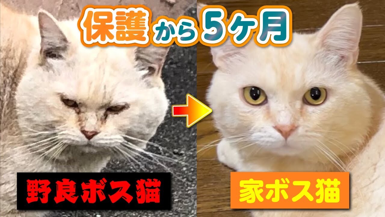 これからはずっと一緒だよ」野良ボス猫が家猫になるまでの5ヶ月間