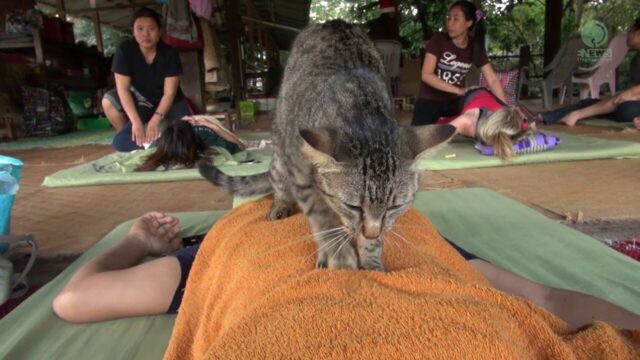 タイの「エレファント ネイチャーパーク」での癒し…マッサージ中の男性を揉みほぐしたいキジトラ猫
