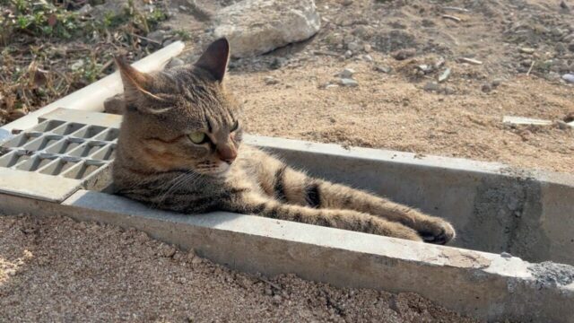 「いいU（湯）だな」U字溝にはいって妙にくつろいでいる猫…里山の自然の中で暮らす猫たち