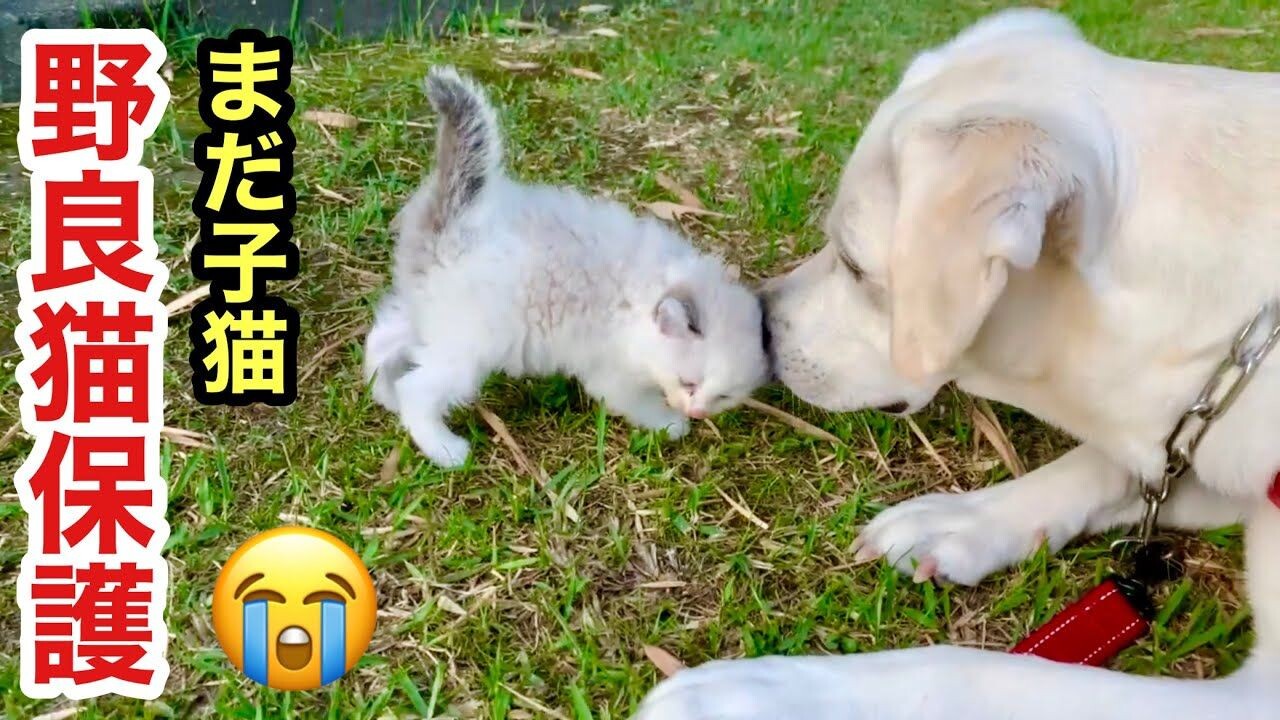 心優しいラブラドールレトリバーが発見！危機的な状況で”SOS”を求め