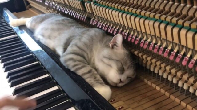 飼い主さんのピアノ演奏が大好き！ジブリの某人気曲を聴きながら熟睡する「音楽好きにゃんこ」