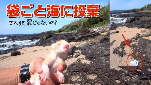 ビニール袋の中で生き延びた小さな命…釣りに来た海岸で“打ち上げられた3匹の子猫”に遭遇！