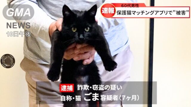 【パロディ】「いい子にするからおうちにいれて」　言葉巧みに住居を手に入れた黒猫ちゃんを逮捕！