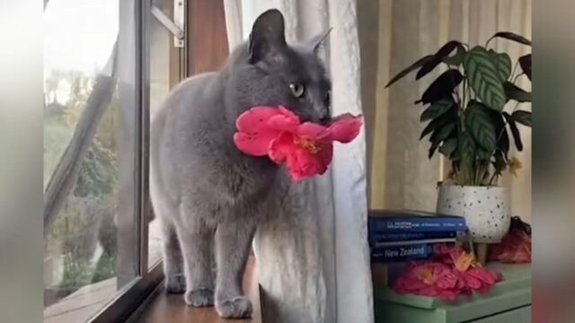 「家族になってくれてありがとう」 飼い主さんにツバキの花をプレゼントする猫ちゃん
