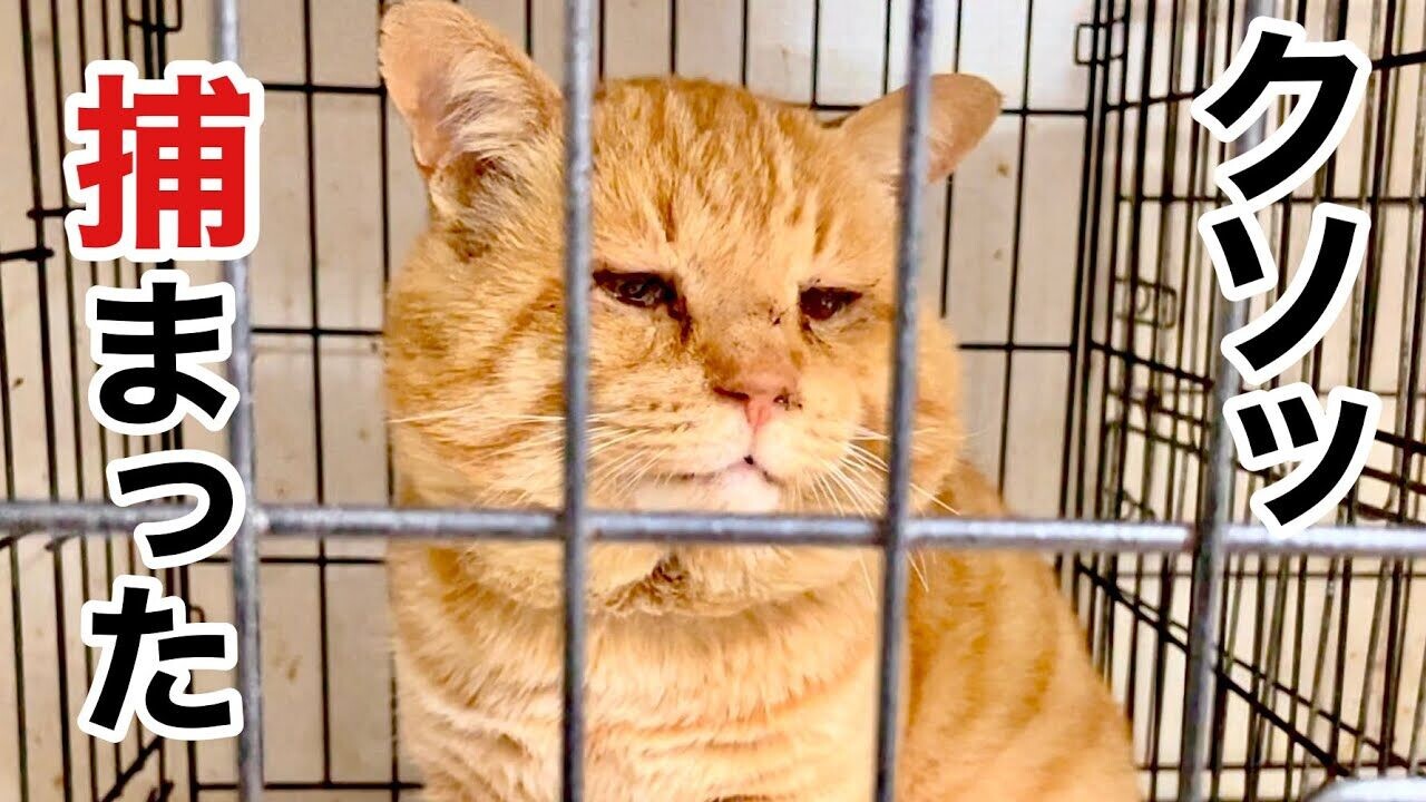 地域猫が姿を消した…原因は凶暴ボス猫の出現！捕獲したらまさかの結果