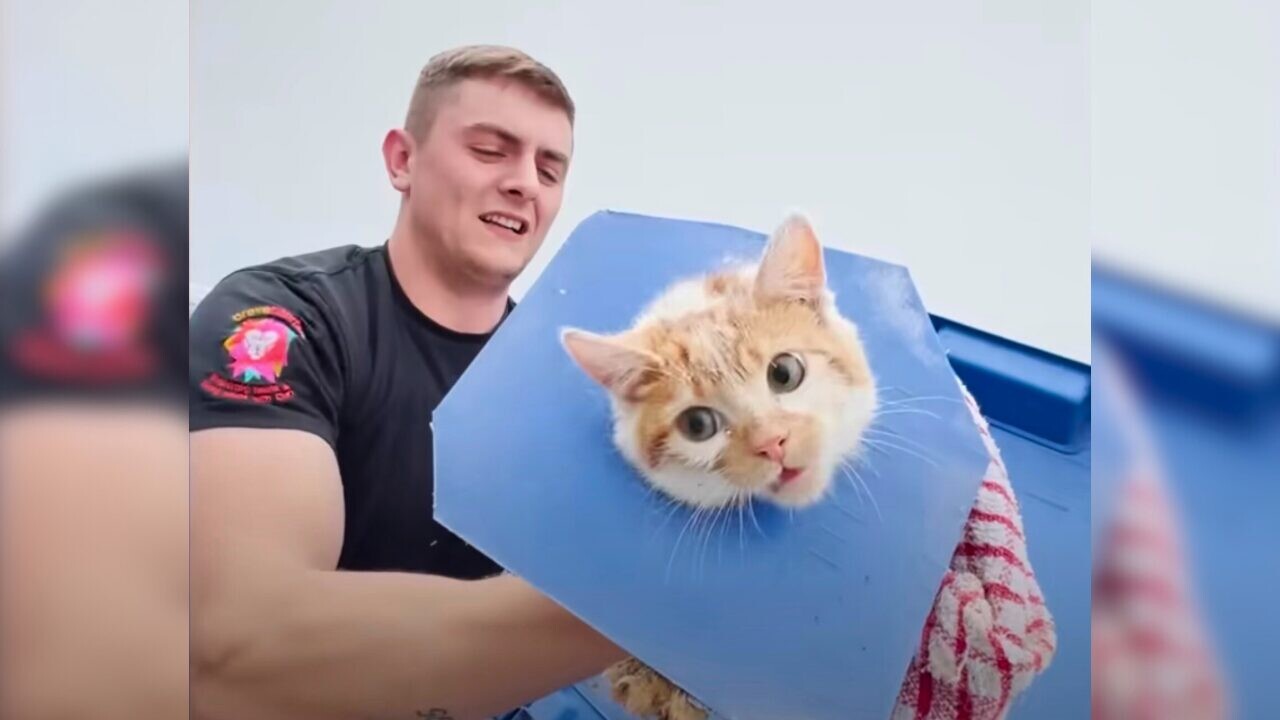 緊急レスキュー】ゴミ箱にハマって大ピンチ！猫ちゃんを助け出し