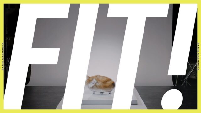 「猫は液体」説をクロネコヤマトが全力検証！「FIT！」な猫だらけのシュールでかわいい動画に！