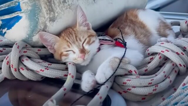「船旅が一番の楽しみニャ」猫愛あふれる海好き夫婦と出逢えた猫の物語