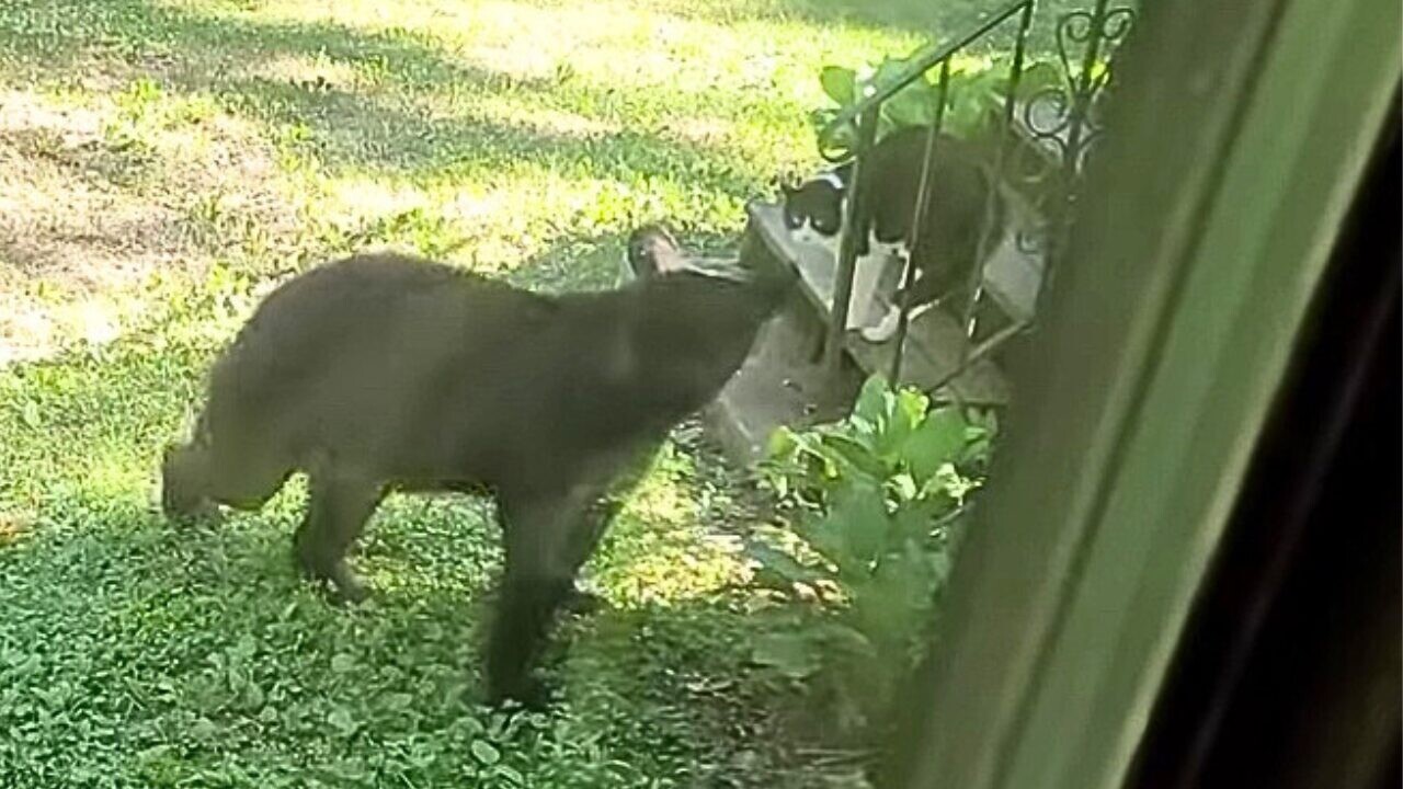 自宅の庭にツキノワグマが出現！近くにいた飼い猫がとった”思わぬ行動