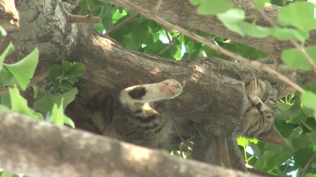 高さ8mの木から降りられない…！”絶体絶命なピンチ”に陥ったキジ白猫の救出劇