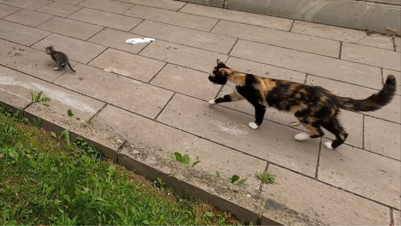 ママ「帰るわよ」子猫「いや！」人間についていく子猫を家路につかせる