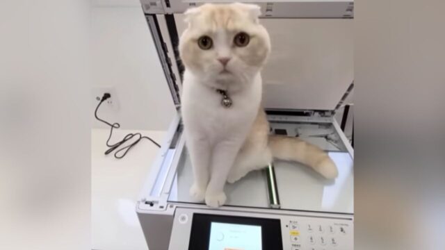 コピー機の上から動かない猫…そのまま「印刷」してみたら“傑作“ができた！