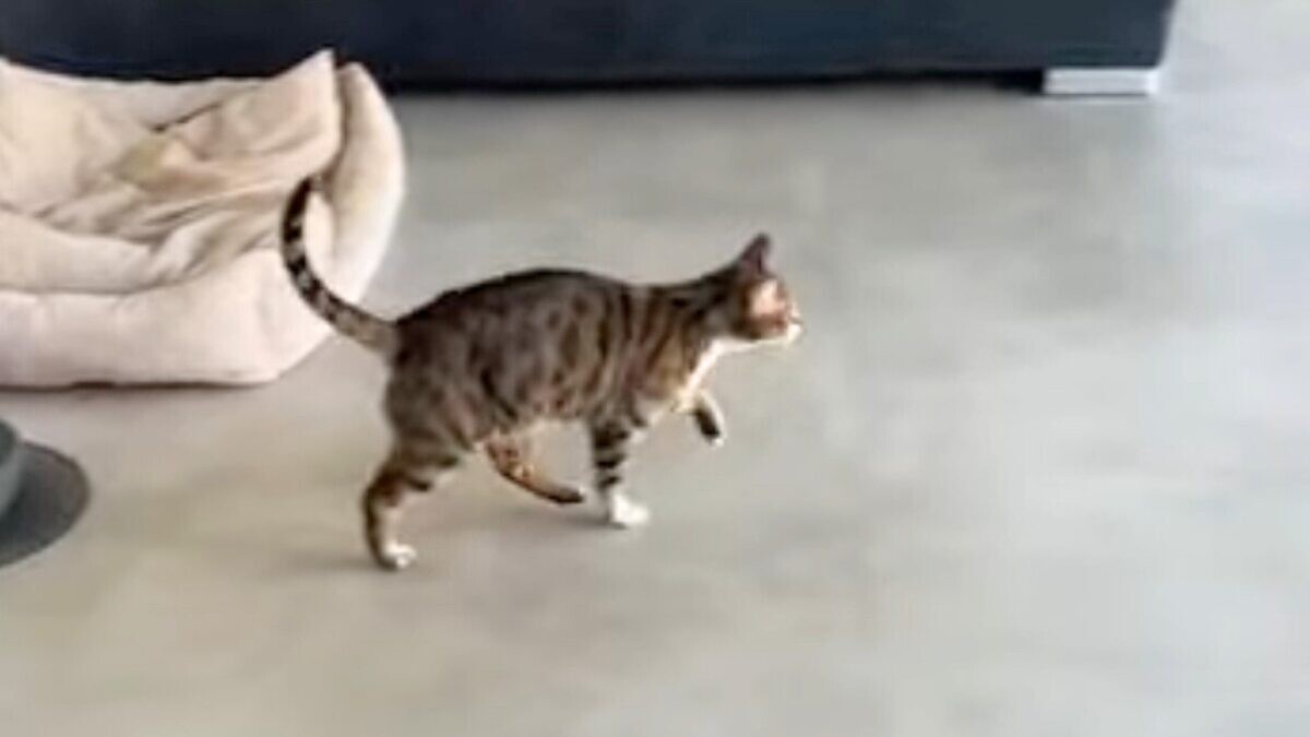 猫 足 引きずる