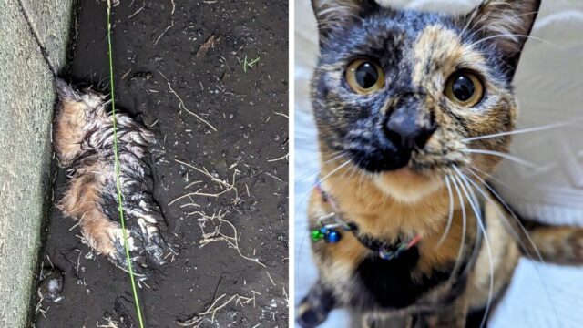 緊急レスキュー！側溝の泥に埋もれて瀕死状態の猫…命のバトンをつないだひとつの物語