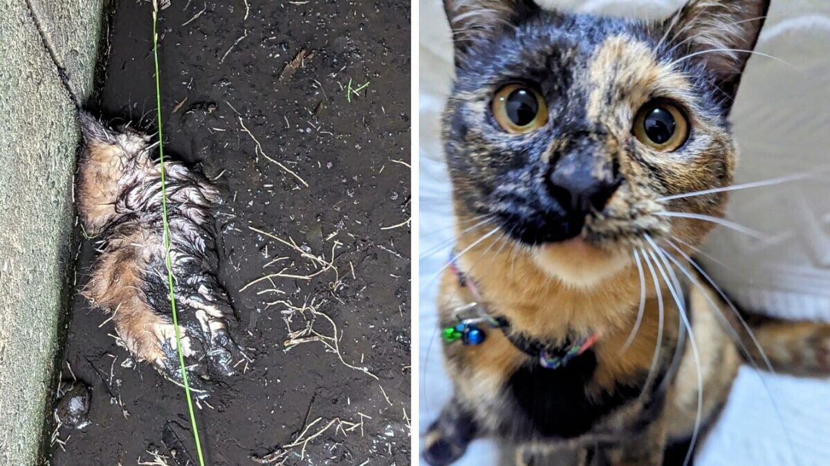 緊急レスキュー！側溝の泥に埋もれて瀕死状態の猫…命のバトンをつない