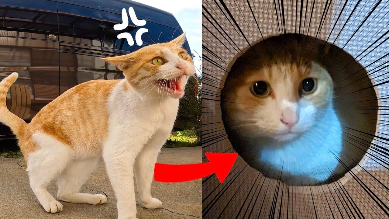 警戒心が強い野良猫が庭へ遊びにくるように…絆を深めた5ヶ月間の記録