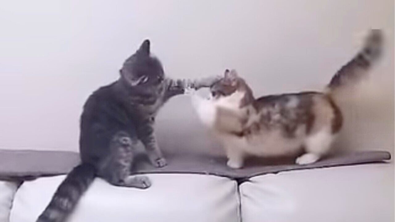 d4589b9b156cec650a530d4d445896