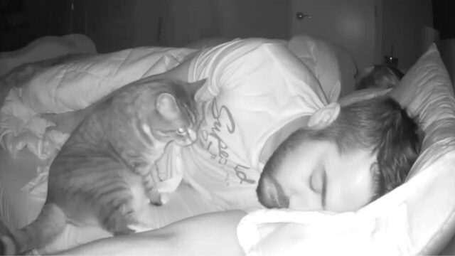 隣で顔をペロペロ！隠しカメラで発覚した「就寝中の飼い主」に対する猫の行動