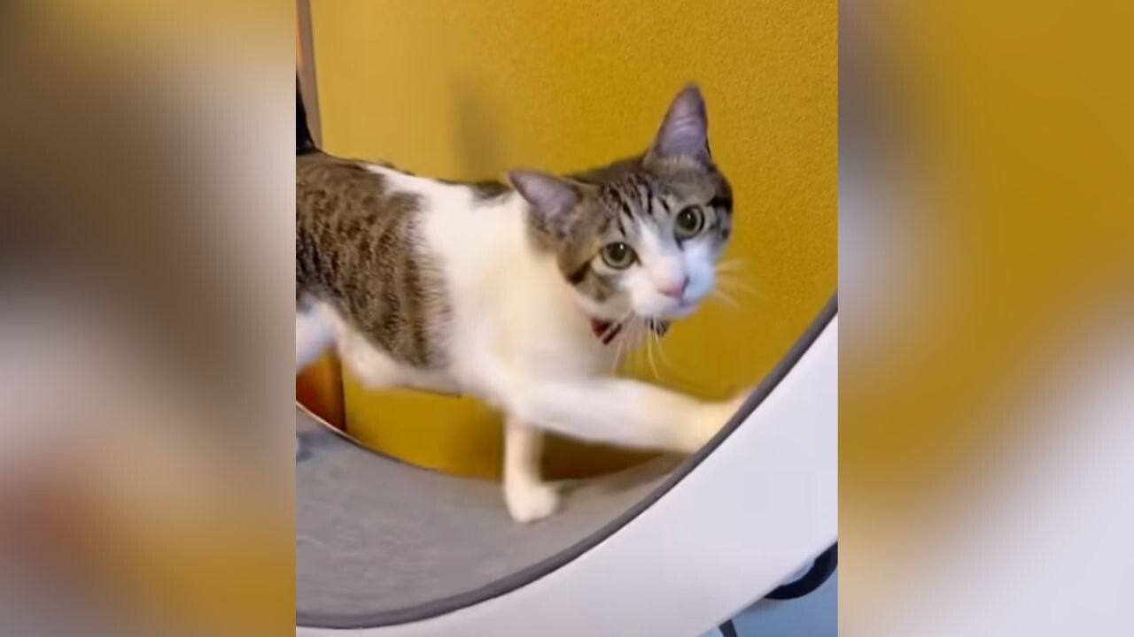 ドタバタ感が愛おしい！おニブにゃんこが「キャットホイール」に初挑戦