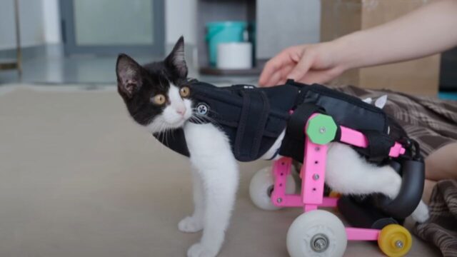 「オーダーメイドの車椅子をあげよう！」 下半身麻痺の猫が初めて”4本足”で歩けた日