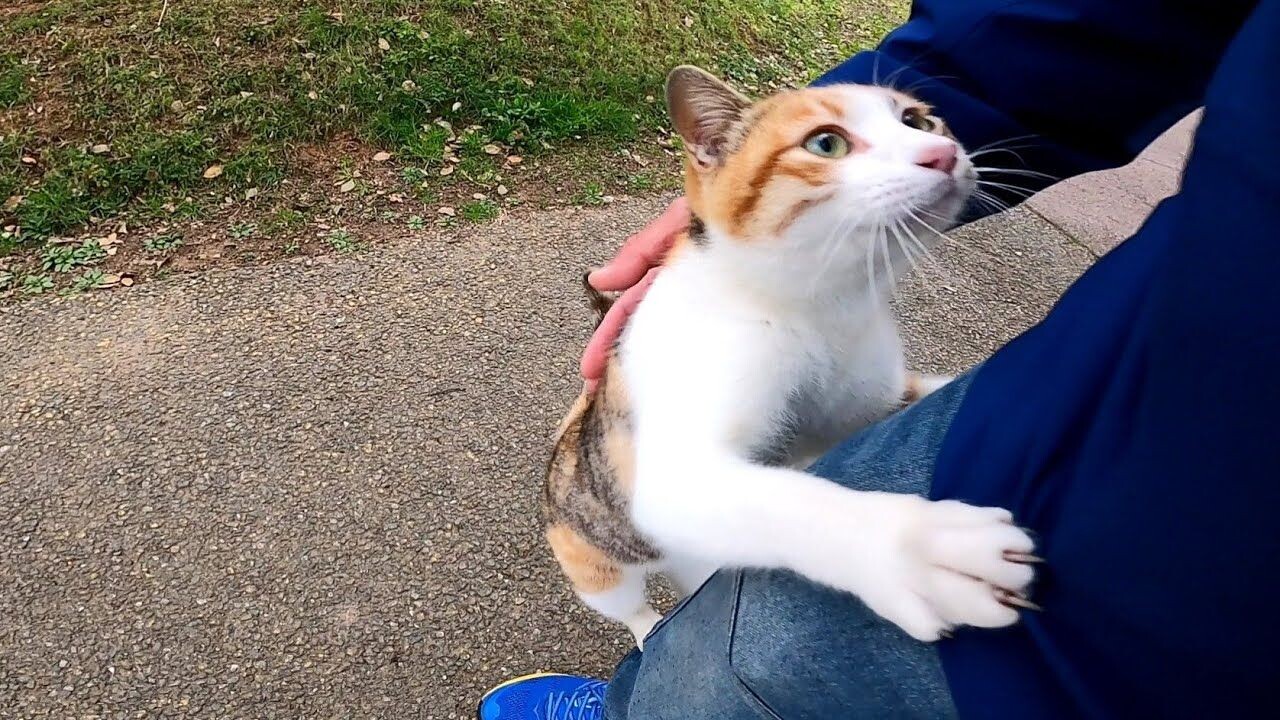 三毛猫の散歩について行こう」→甘え上手すぎて投稿者がメロメロに