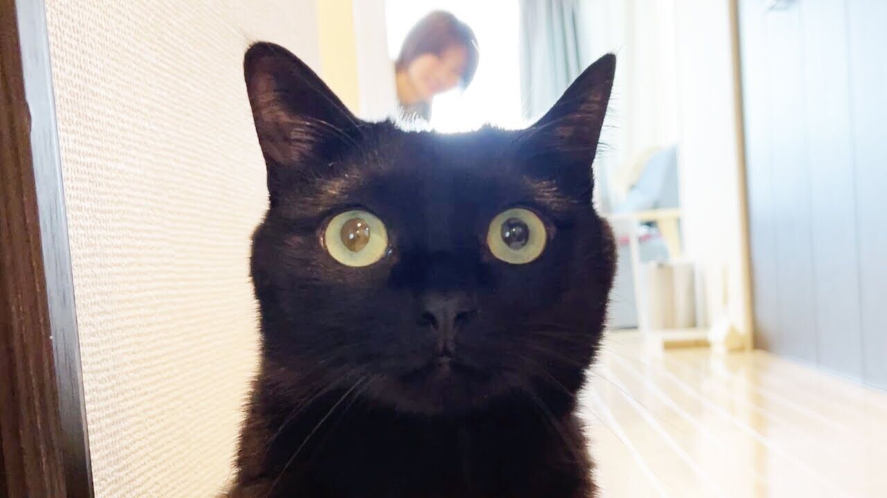 お客さんが来るよ」飼い主さんの言葉に期待が高まる愛猫、半年