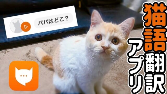 飼い主への愛情に胸キュン！「猫翻訳アプリ」で愛猫の夜鳴きを訳してみたら…？