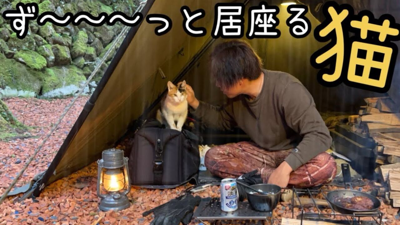 キャンプ場の看板猫がお出迎え！大雨の中で人懐っこい三毛猫とソロ