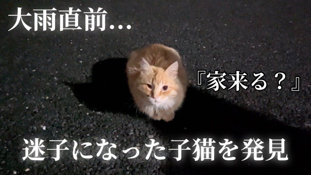 ねないこねこ 27f2aa88f92613dec19852524cde49