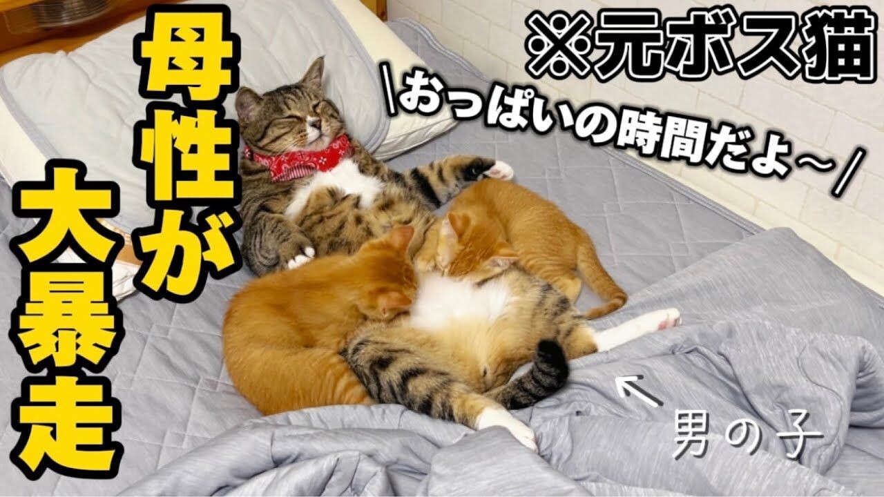 プロポリス- ねこママさん専用です- Daddy cat was so scared he stuck to mommy's laplol - YouTube
