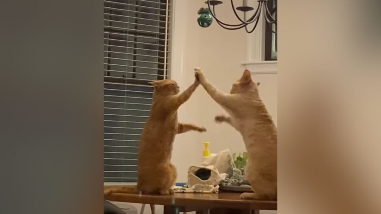 茶トラ猫（お手数おかけしたため少しお値引きいたしました） 茶トラ猫様専用（お手数おかけしたため少しお値引きいたしました）